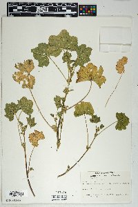 Malva parviflora image