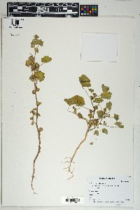 Malva parviflora image