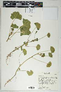 Malva parviflora image