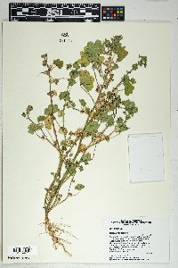 Malva parviflora image