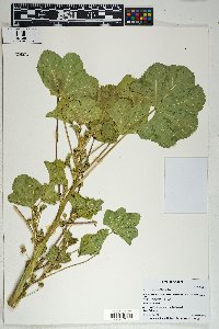 Malva parviflora image