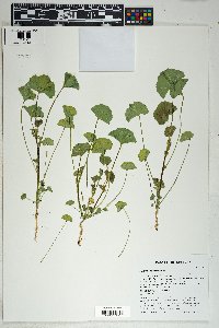 Malva parviflora image