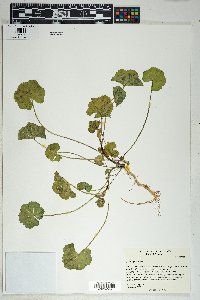 Malva parviflora image