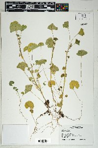 Daucus pusillus image