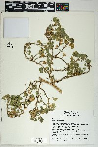 Malva parviflora image