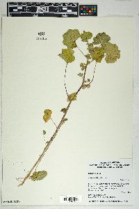 Malva parviflora image