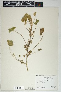 Malva neglecta image