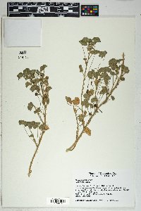 Malva neglecta image