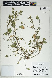 Malva neglecta image