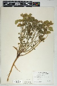 Malva neglecta image