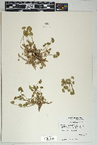 Malva neglecta image