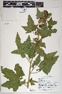 Iliamna grandiflora image