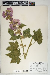 Iliamna grandiflora image