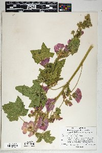 Iliamna grandiflora image