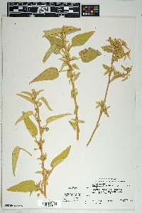 Horsfordia newberryi image