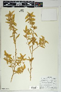 Horsfordia newberryi image