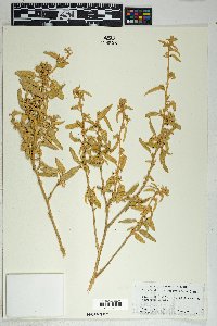 Horsfordia newberryi image