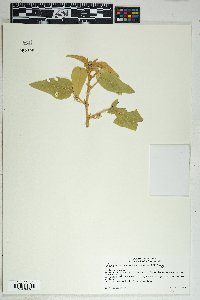 Horsfordia newberryi image