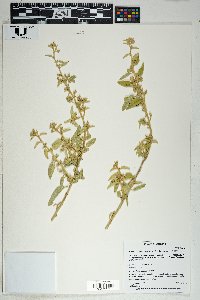 Horsfordia newberryi image