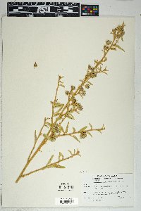 Horsfordia newberryi image