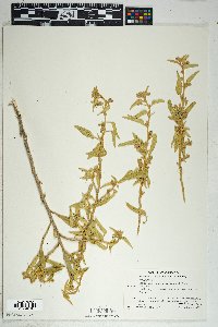 Draba cuneifolia image