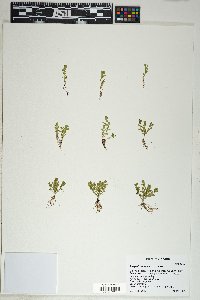 Lysimachia minima image