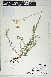 Pseudognaphalium luteoalbum image