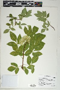 Ptelea trifoliata var. angustifolia image