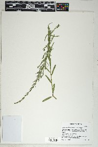 Lythrum californicum image