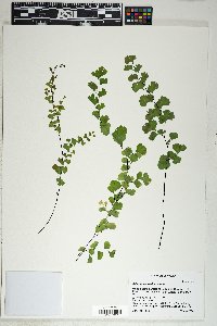 Adiantum capillus-veneris image