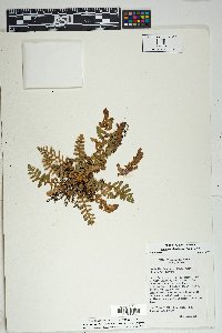 Notholaena brachypus image