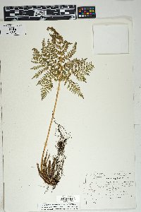 Cheilanthes leucopoda image