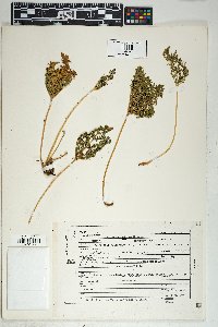 Cheilanthes leucopoda image