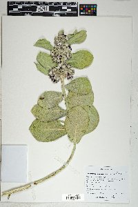 Calotropis procera image