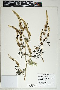 Ambrosia acanthicarpa image