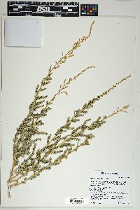 Atriplex wrightii image