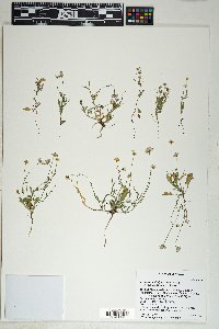 Erigeron velutipes image