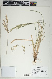 Bromus catharticus image