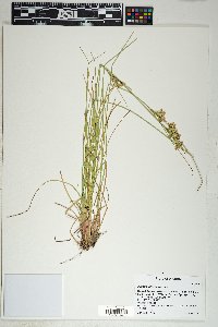 Juncus interior image