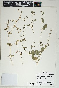 Allionia incarnata var. incarnata image