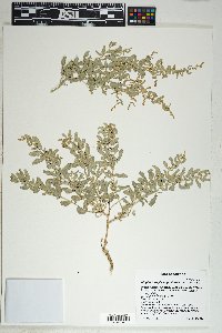 Atriplex torreyi image