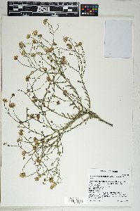 Leucosyris parviflora image