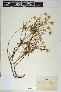 Ericameria linearifolia image