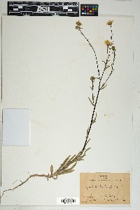 Layia heterotricha image