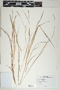 Schizachyrium sanguineum image