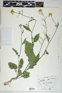 Polanisia dodecandra image