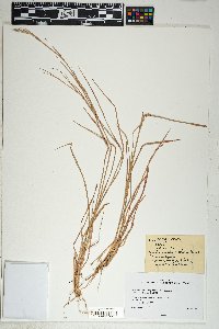 Schizachyrium sanguineum image