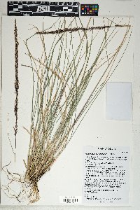 Muhlenbergia longiligula image