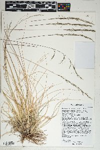 Muhlenbergia montana image