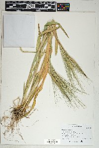 Hordeum vulgare image